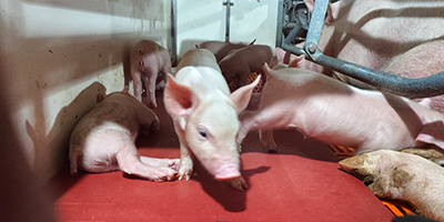 车辆洗消中心设计要求（规划要求）？